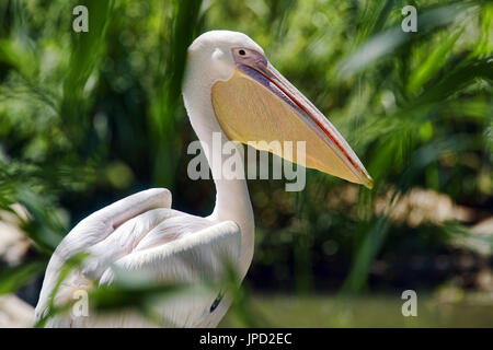 Great White pelican - Pelecanus onocrotalus Foto Stock