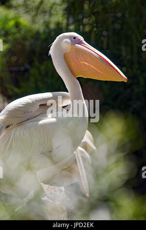 Great White pelican - Pelecanus onocrotalus Foto Stock