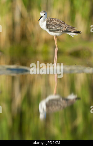 Black-winged stilt Himantopus himantopus, capretti, ACCANTO PISCINA, Tiszaalpár, Ungheria in luglio. Foto Stock