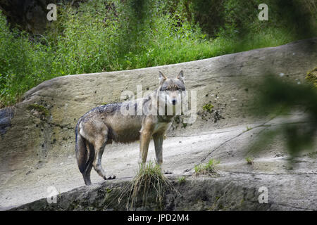 Lupo - Canis lupus Foto Stock