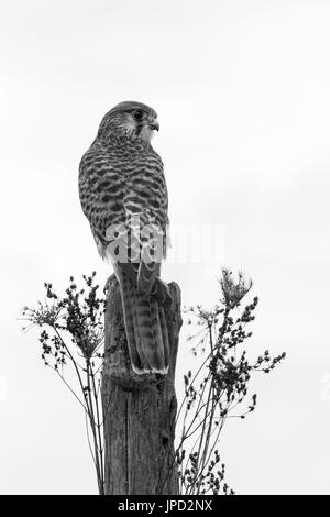 Comune di Gheppio Falco tinnunculus (prigioniero), femmina immaturi, appollaiato sul palo da recinzione, Hawk Conservancy Trust, Andover, Hampshire, Regno Unito in aprile. Foto Stock