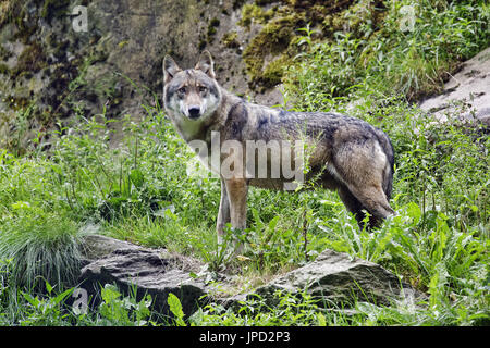 Lupo - Canis lupus Foto Stock