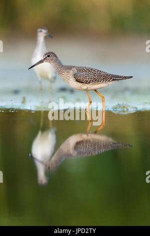 Common redshank Tringa totanus & Legno sandpiper Tringa glareola, capretti, rovistando sulla migrazione, Tiszaalpár, Ungheria in luglio. Foto Stock