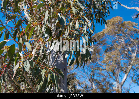 Un australiano della Red fioritura di eucalipti (GUM) albero in Western NSW, Australia Foto Stock