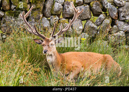 Red Deer stag sdraiato in zone rurali di Dumfries e Galloway Foto Stock