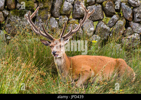 Red Deer stag sdraiato in zone rurali di Dumfries e Galloway Foto Stock