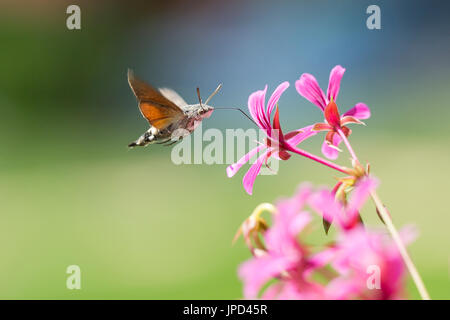 Vista laterale di un colibrì hawk-moth (Macroglossum stellatarum) alimentazione su un fiore rosa in una vibrante prato Foto Stock