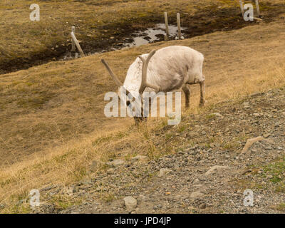Renna delle Svalbard la renna sottospecie trovati sulle Svalbard Arcipelago della Norvegia sottospecie più piccola di renne Foto Stock
