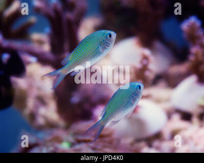 Blu Verde Chromis pesci marini contro uno sfondo di coralli Foto Stock