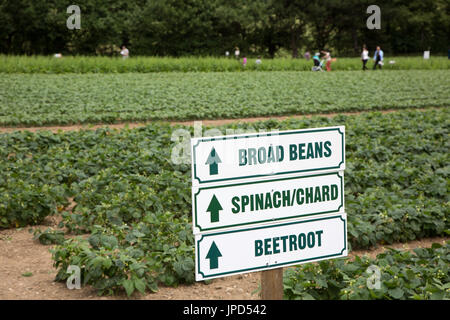 Indicazioni per la raccolta della frutta a Parkside Farm, Enfield, a nord di Londra Foto Stock