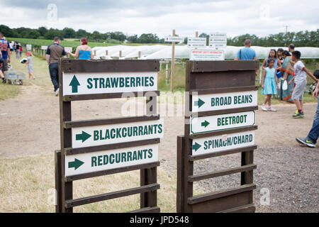 Indicazioni per la raccolta della frutta a Parkside Farm, Enfield, a nord di Londra Foto Stock