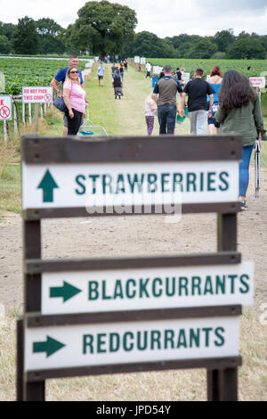 Indicazioni per la raccolta della frutta a Parkside Farm, Enfield, a nord di Londra Foto Stock