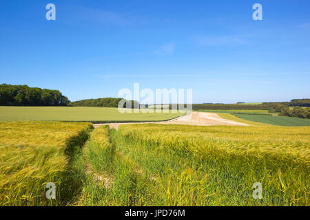 Verde oro orzo maturazione campi nei pressi di boschi e terreni coltivati sotto una summer blue sky nel yorkshire wolds Foto Stock