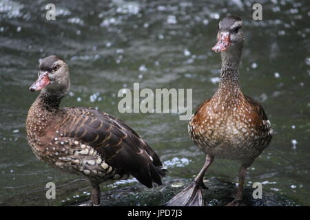 Due anatre marrone in fiume Foto Stock