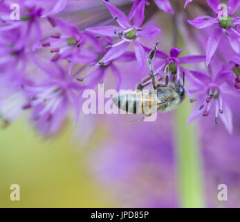 Allium hollandicum 'viola sensazione' con Bee Foto Stock