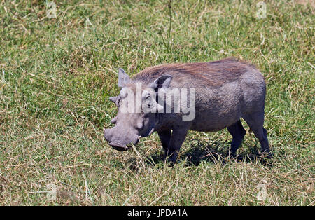 Wild warthog presi in safari africano Foto Stock