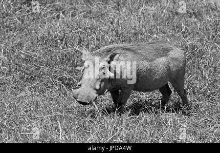 Wild warthog presi in safari africano Foto Stock