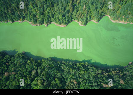 VISTA AEREA. In estate, le alghe trasformano il lago Orlik in un meraviglioso verde luminoso. Zvíkovské Podhradí, Valle di Otava, Boemia, Repubblica Ceca. Foto Stock