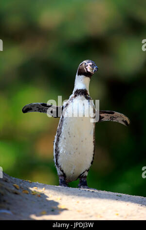 Pinguini Humboldt, (Spheniscus Humboldti), su terra, su roccia, spandimento di ali, captive, Sud America Foto Stock
