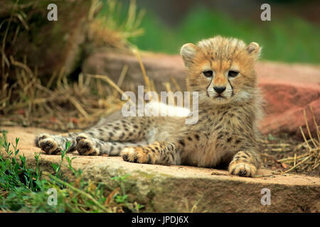 Sudan ghepardo (Acinonyx jubatus soemmeringii), giovane animale, dieci settimane, il verificarsi del Sudan, captive Foto Stock