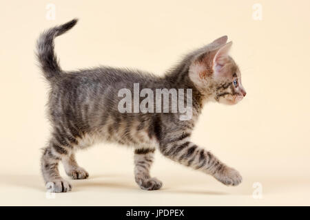 Toyger (Felis silvestris catus), di età di 6 settimane, colore nero tabby sgombro Foto Stock