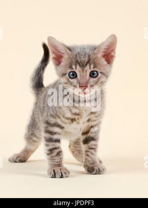 Toyger (Felis silvestris catus), di età di 6 settimane, colore nero tabby sgombro Foto Stock