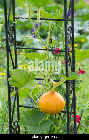 La Cucurbita maxima. Red kuri squash cresce un giardino pergolato con pisello dolce fiori. Regno Unito Foto Stock