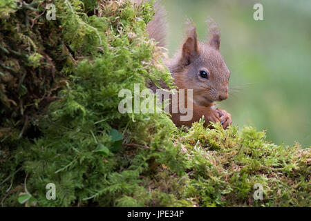 Close up di un timido scoiattolo rosso con la sua testa mostrando solo da dietro un log e mangiare un dado Foto Stock