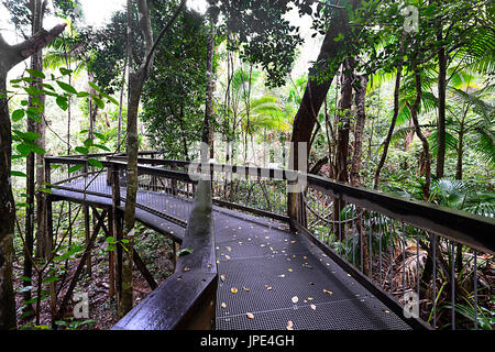 Passeggiata attraverso la foresta in mare acri centro della foresta pluviale, Port Macquarie, Nuovo Galles del Sud, NSW, Australia Foto Stock