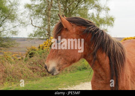 Profilfe del bosco di castagni pony nella nuova foresta Foto Stock