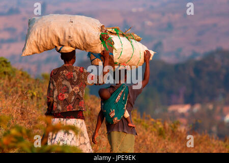 Africa,malawi,Lilongwe distretto, Dedza legno portante Foto Stock