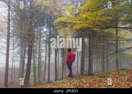 Cansiglio foresta, Fregona, Treviso, Veneto, Italia. Foto Stock