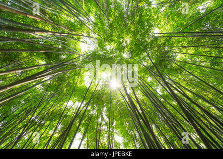 Foresta di Bamboo contro il sole in Cina Foto Stock