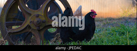 Una gallina Australorp alimentando in un cantiere aperto hanno bisogno di una formazione di ruggine vecchia fattoria ruota di macchine Foto Stock