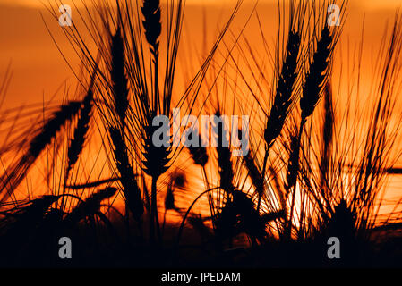 Silhouette di spighe di grano nel tramonto arancione contro il Cielo di estate, la bellezza della natura e paesaggio sfondo astratto Foto Stock