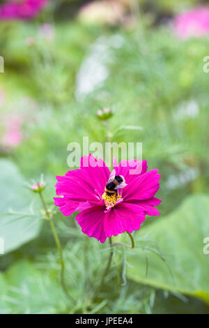 Bombus lucorum su Cosmos bipinnatus fiore. Foto Stock