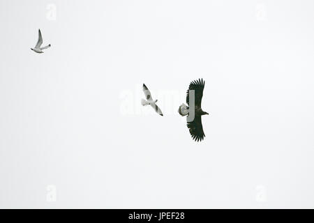 White Tailed eagle Haliaeetus albicilla in volo di essere assaliti da Herring gull Larus argentatus Scozia Scotland Foto Stock