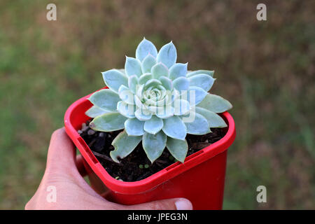 Potted Echeveria piante succulente isolata contro uno sfondo bianco Foto Stock