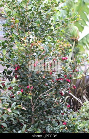Syzygium australe Foto Stock