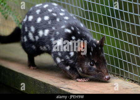 In via di estinzione spotted quoll orientali in un programma di allevamento al diavolo della Tasmania santuario di Cradle Mountain, Tasmania, Australia Foto Stock
