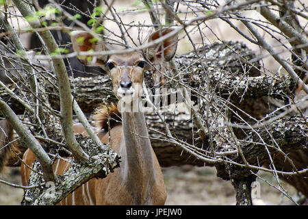Maggiore kudu - Tragelaphus strepsiceros Foto Stock
