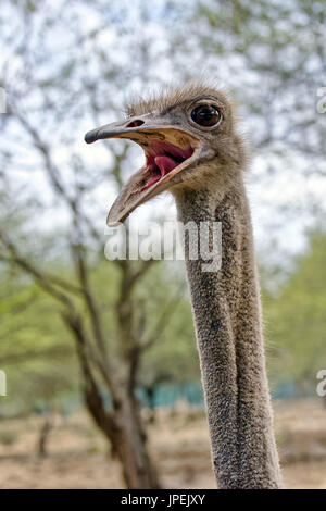 - Struzzo Struthio camelus Foto Stock