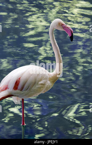 Fenicottero maggiore - Phoenicopterus roseus Foto Stock