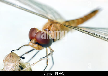 Dragonfly dropwing - Trithemis sp. (?) Foto Stock