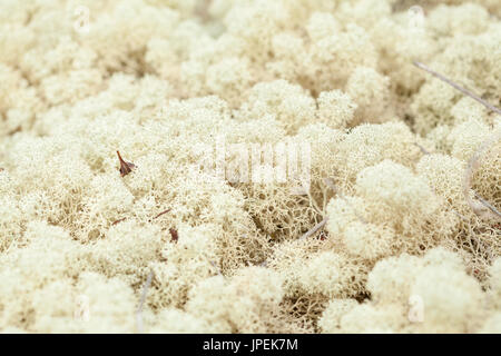 Licheni delle renne Cladonia naturale sfondo macro Foto Stock