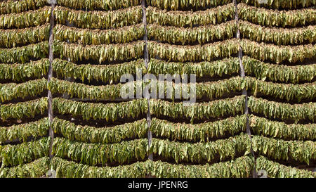 Un sacco di foglie di tabacco impilati su stringhe per l'asciugatura prima della trasformazione. Foto Stock