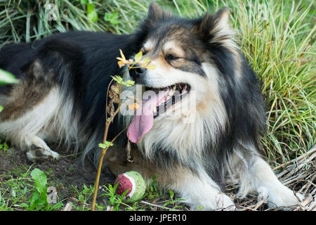 Cane e sfera Foto Stock