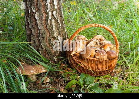 Close up cesto in vimini con i funghi commestibili e crescente grande fungo Boletus Edulis vicino a Birch nella foresta. Foto Stock