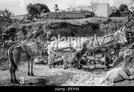 Tre asini in attesa sull'isola greca di Santorini in 1986 Foto Stock