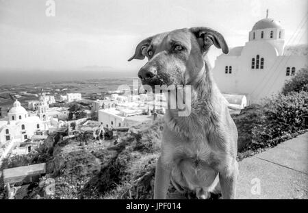 Un cane randagio sull'isola greca di Santorini in 1986 Foto Stock